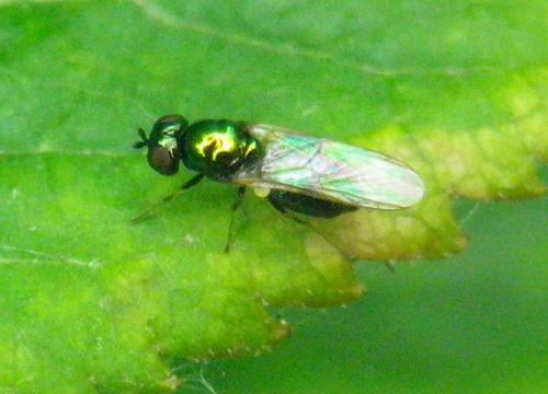 Réf. 187 251 : Microchrysa polita